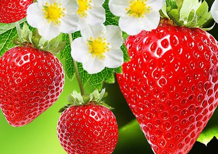 من أجل عقل سليم.. تناولوا الفراولة