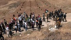 قوات الاحتلال تقتلع 20 شجرة زيتون وتردم بئرا للمياه في تقوع شرق بيت لحم