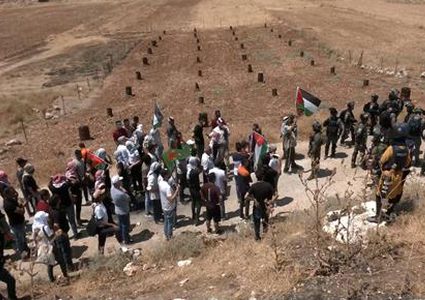 قوات الاحتلال تقتلع 20 شجرة زيتون وتردم بئرا للمياه في تقوع شرق بيت لحم