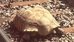 سلحفاة عملاقة تعطل قطارات نورفولك البريطانية 90 دقيقة