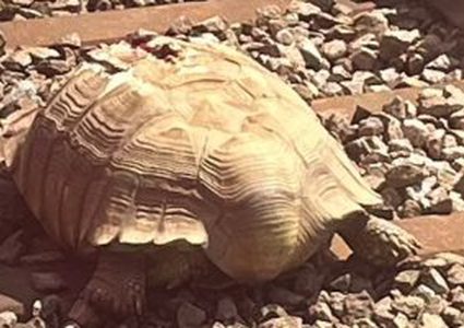 سلحفاة عملاقة تعطل قطارات نورفولك البريطانية 90 دقيقة