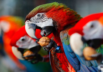 دراسة تكشف سر الذكاء في أدمغة الطيور