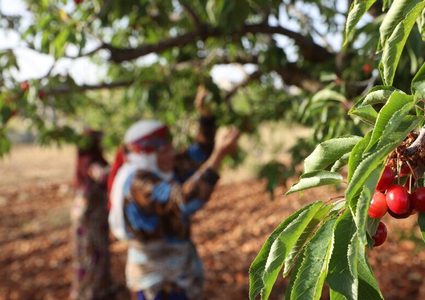 اتفاق سوري عراقي على تصدير الفائض من المنتجات الزراعية إلى البلدين
