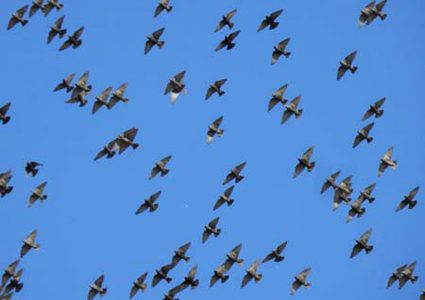 "التعليم البيئي" يُطلق مسابقة الهجرة الخريفية ويعلن نتائج توثيق طيور الربيع