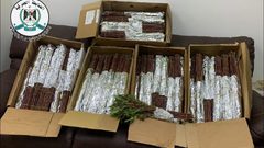 جهاز الضابطة الجمركية يضبط 55 كيلوغرام من نبتة القات المخدر في نابلس