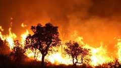 اندلاع سلسلة حرائق في مناطق مختلفة بتونس