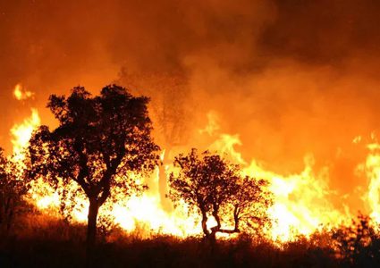 اندلاع سلسلة حرائق في مناطق مختلفة بتونس