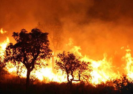 ارتفاع عدد قتلى حرائق الغابات بالجزائر إلى 26