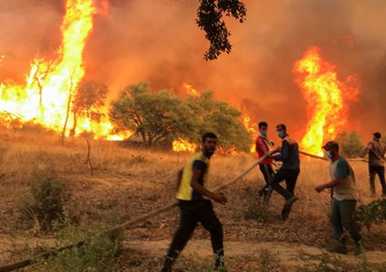 احتراق أكثر من 10 آلاف هكتار من غابات محميّة جزائرية فريدة