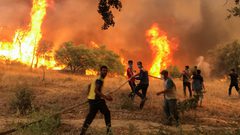 احتراق أكثر من 10 آلاف هكتار من غابات محميّة جزائرية فريدة