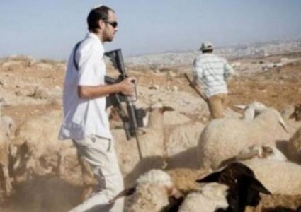 رعاة الأغنام يجبرون مستوطنين على مغادرة أراضيهم في مسافر يطا