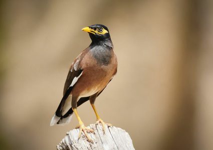 "التعليم البيئي" توثق 391 نوعا من الطيور في فلسطين