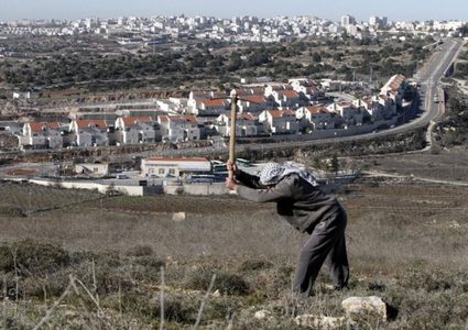 مستوطن يهاجم المزارعين في أراضي شوفة جنوب شرق طولكرم