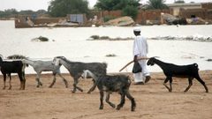 راعي أغنام يصبح مليونيرا في لحظة..!
