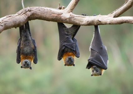 علماء يشككون في أن أصل الفيروس التاجي المستجد من الخفافيش