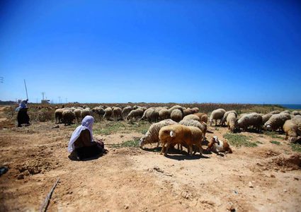 الاحتلال يطلق قنابل الغاز على رعاة الأغنام في غزة