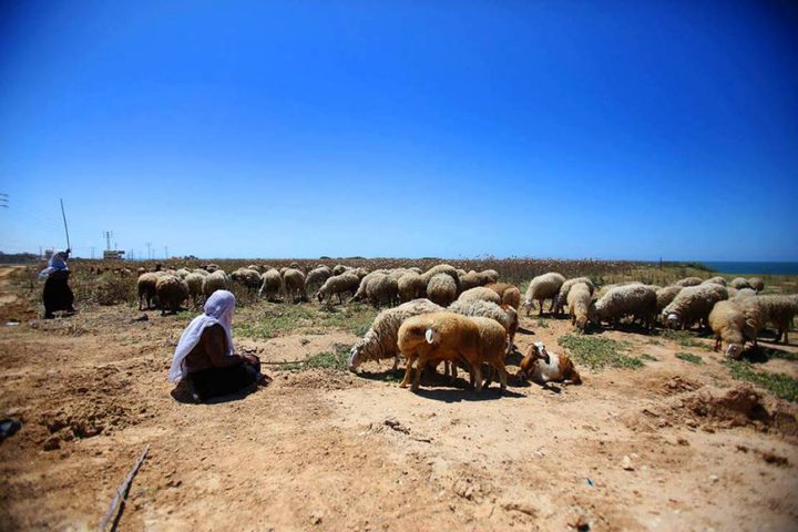 الاحتلال يطلق قنابل الغاز على رعاة الأغنام في غزة