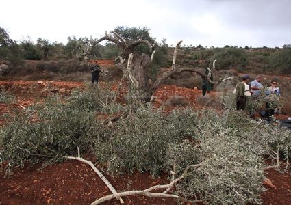 مستوطنون يقطعون 25 شجرة زيتون في قريوت جنوب نابلس