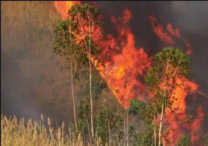 ارتفاع عدد الحرائق في بوليفيا خلال أسبوعين