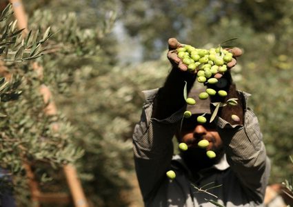 الزراعة تعلن موعد قطف الزيتون في فلسطين