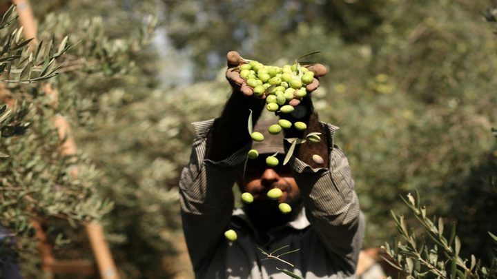 الزراعة تعلن موعد قطف الزيتون في فلسطين