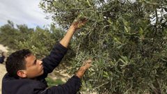 تحديد موعد قطف الزيتون في قطاع غزة