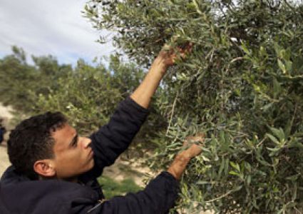 تحديد موعد قطف الزيتون في قطاع غزة