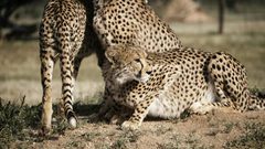 ثمانية فهود تصل إلى الهند من ناميبيا بهدف إطلاقها لاحقاً في البرية