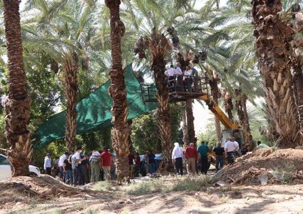 افتتاح موسم قطف التمور في الأغوار