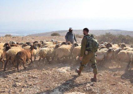 مستوطنون يطاردون رعاة الماشية وجنود الاحتلال يحتجزون مركباتهم