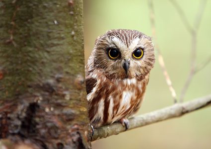 دراسة جديدة ترصد خطر "نوم البومة"