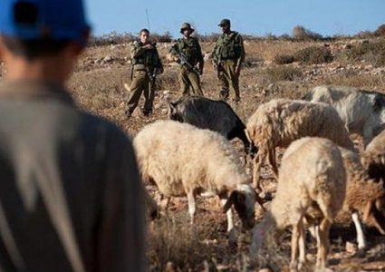 مستوطنون يطاردون رعاة الاغنام