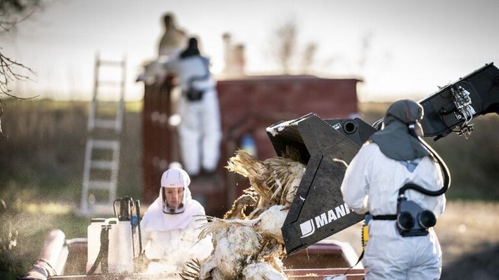 هولندا.. إعدام 201 ألف دجاجة لاحتواء تفشي إنفلونزا الطيور