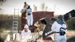 هولندا.. إعدام 201 ألف دجاجة لاحتواء تفشي إنفلونزا الطيور