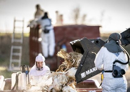 هولندا.. إعدام 201 ألف دجاجة لاحتواء تفشي إنفلونزا الطيور