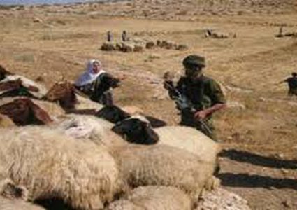 سلفيت:مستوطنون يسرقون اغناما من بلدة قراوة بني حسان