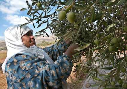 "الزراعة" تؤكد ضرورة الالتزام بالموعد المحدد لقطف الزيتون