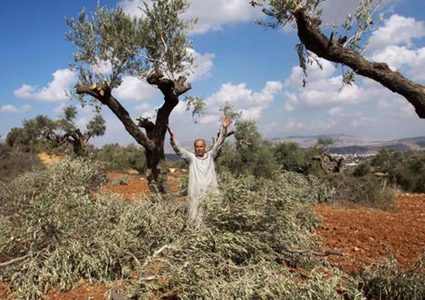 مستوطنون يحطون أشجار الزيتون في أراضي المواطنين شرق الخليل