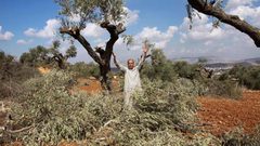 مستوطنون يحطون أشجار الزيتون في أراضي المواطنين شرق الخليل