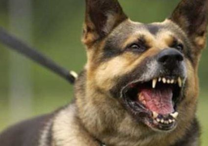 "فاجعة أليمة" بأنياب كلبين.. نهشا الطفلين مع الأم