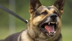 "فاجعة أليمة" بأنياب كلبين.. نهشا الطفلين مع الأم