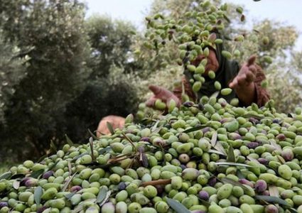 المفتي يحدد قيمة نصاب زكاة الزيتون ويدعو لإخراجها