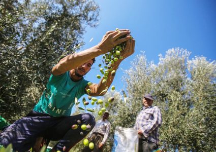 فياض فياض: يجب الانتظار 10 أيام إضافية لقطف ثمار الزيتون لضمان نضوجه
