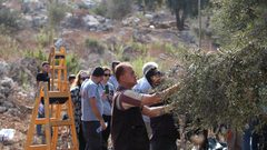 حملة "فزعة" تساند مزارعي حارس في قطف ثمار الزيتون