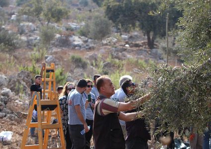 حملة "فزعة" تساند مزارعي حارس في قطف ثمار الزيتون