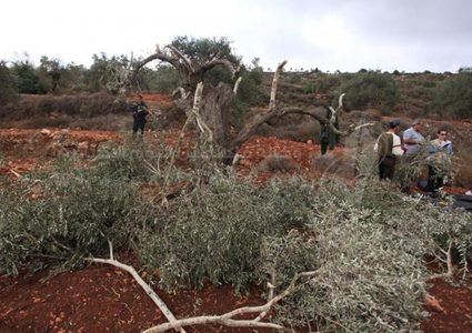 مستوطنون يطعنون متضامنة أجنبية بسكين ويقتلعون أكثر من 300 شتلة زيتون في كيسان