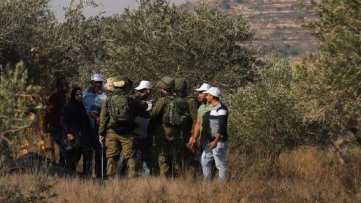 الاحتلال يعتدي على قاطفي الزيتون في التوانة جنوب الخليل