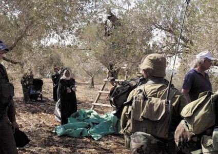 الاحتلال يعيق وصول قاطفي ثمار الزيتون إلى أراضيهم في سلفيت