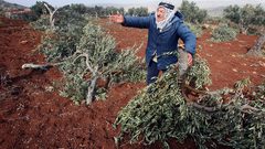 مستوطنون يسرقون ثمار زيتون ومعدات زراعية في سلفيت