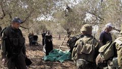 مستوطنون يعتدون على قاطفي الزيتون في تل الرميدة وسط الخليل